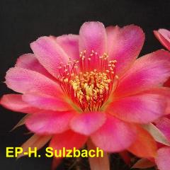 EP-H. Sulzbach 4.2.jpg 